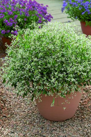 photo of flower to be used as: Pot, patio, basket Euphorbia Gloria