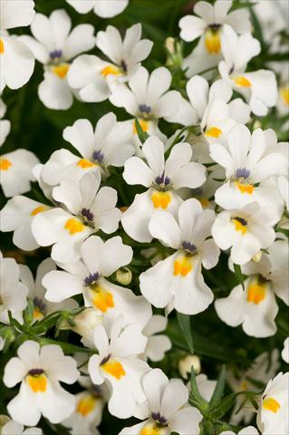 photo of flower to be used as: Pot, patio, basket Nemesia Spicy Snow White