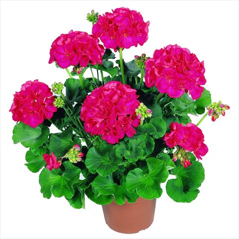 photo of flower to be used as: Pot Pelargonium zonale RED FOX Survivor Cherry Red