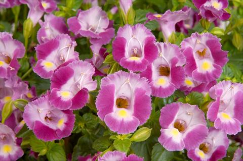 photo of flower to be used as: Pot, patio, basket Torenia Lovely Punky Violet