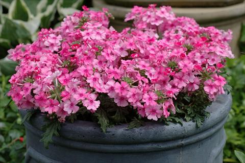 photo of flower to be used as: Pot, patio, basket Verbena Velox Pink