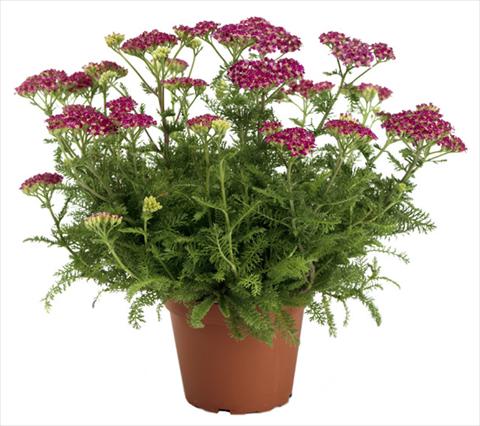 photo of flower to be used as: Pot and bedding Achillea millefolium Desert Eve Deep Rose