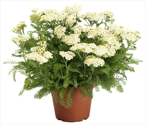 photo of flower to be used as: Pot and bedding Achillea millefolium Desert Eve Cream