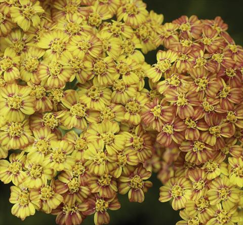 photo of flower to be used as: Pot and bedding Achillea millefolium Desert Eve Mix