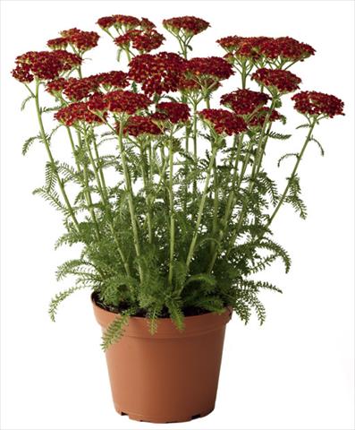 photo of flower to be used as: Bedding / border plant Achillea millefolium Desert Eve Red