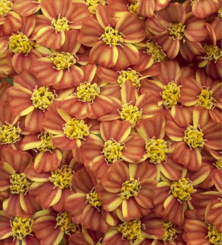 photo of flower to be used as: Bedding / border plant Achillea millefolium Desert Eve Terracotta