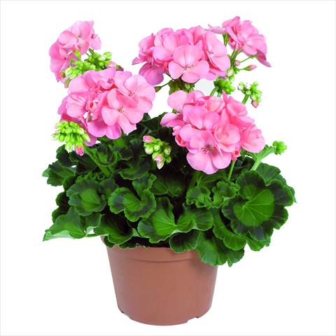 photo of flower to be used as: Pot Pelargonium zonale RED FOX Green Series Gabella