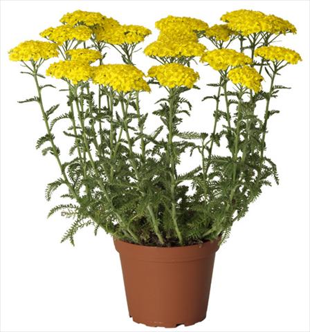 photo of flower to be used as: Bedding / border plant Achillea millefolium Desert Eve Yellow
