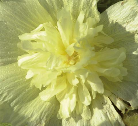 photo of flower to be used as: Pot and bedding Alcea rosea Spring Celebrities Lemon