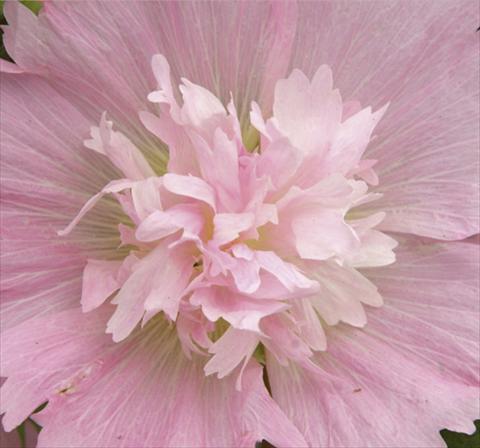 photo of flower to be used as: Pot and bedding Alcea rosea Spring Celebrities Pink