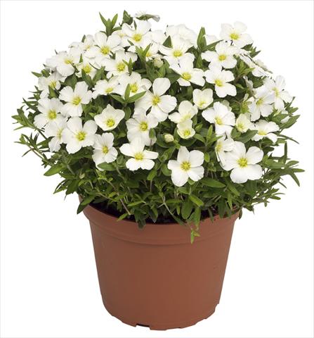 photo of flower to be used as: Pot and bedding Arenaria montana Blizzard Compact
