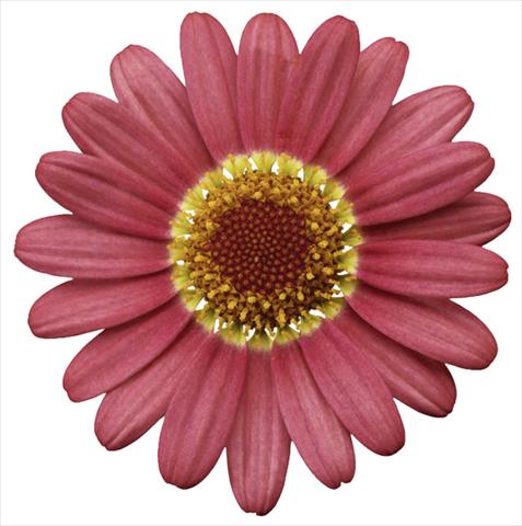 photo of flower to be used as: Pot and bedding Argyranthemum frutescens Molimba® XL Watermelon