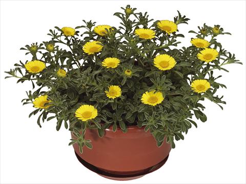 photo of flower to be used as: Pot and bedding Asteriscus maritimus Aurelia Gold