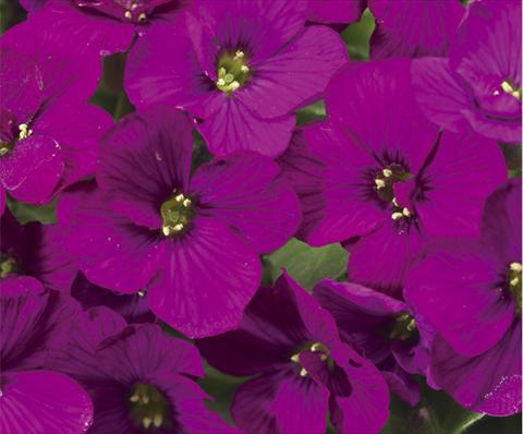 photo of flower to be used as: Pot and bedding Aubrieta hybrida Axcent™ Dark Red