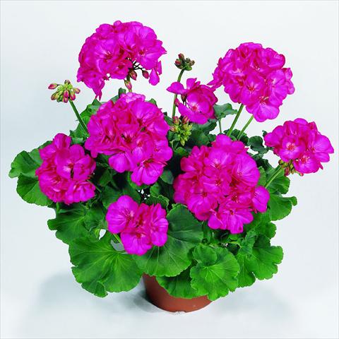 photo of flower to be used as: Pot Pelargonium zonale RED FOX Survivor Blue