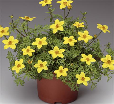 photo of flower to be used as: Pot, patio, basket Bidens ferulifolia Solaire® M Star