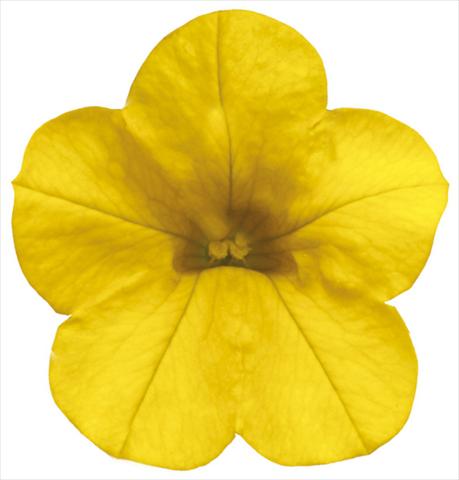 photo of flower to be used as: Pot, patio, basket Calibrachoa Callie® Deep Yellow