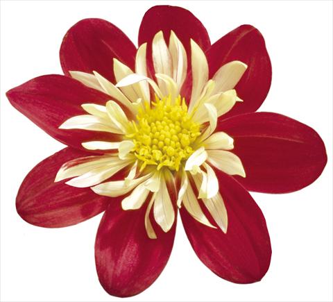 photo of flower to be used as: Pot and bedding Dahlia x hybrida Goldalia Scarlet