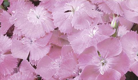 photo of flower to be used as: Pot and bedding Dianthus barbatus Barbarini® F1 Pink