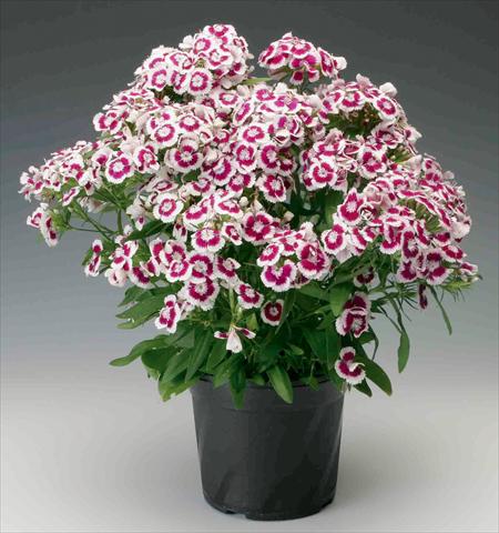 photo of flower to be used as: Pot and bedding Dianthus barbatus Diabunda™ Purple Picotee