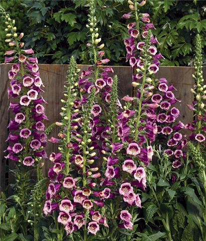 photo of flower to be used as: Pot and bedding Digitalis purpurea Virtuoso™ F1 Rose Compact