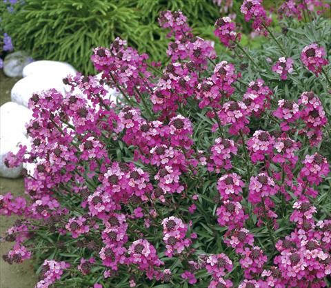 photo of flower to be used as: Pot and bedding Erysimum hybridum Canaries™ Bowles Mauve