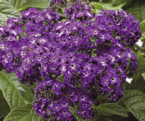 photo of flower to be used as: Pot and bedding Heliotropium arborescens Scentropia® Dark Blue