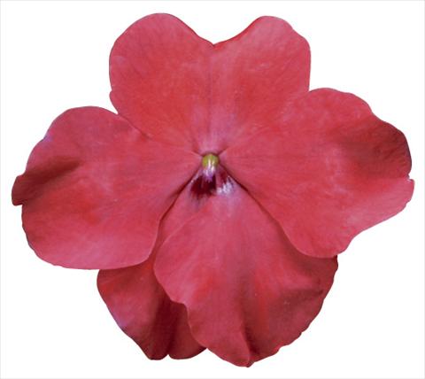 photo of flower to be used as: Pot and bedding Impatiens walleriana Jambalaya™ F1 Red Improved