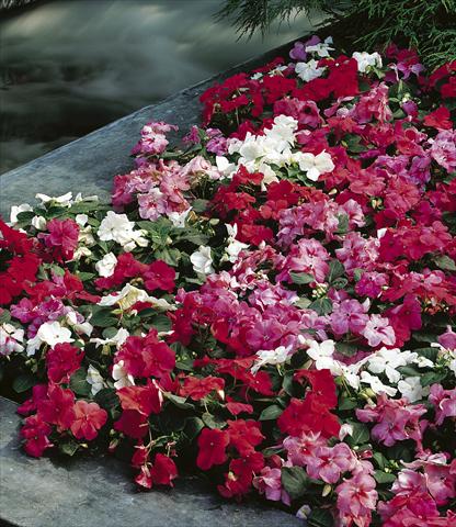 photo of flower to be used as: Pot and bedding Impatiens walleriana Jambalaya™ F1