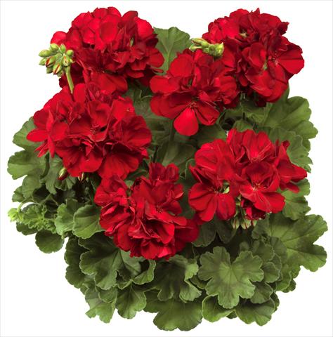 photo of flower to be used as: Pot Pelargonium interspec. Calliope™ Dark Red