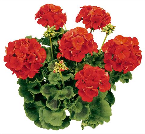 photo of flower to be used as: Pot Pelargonium zonale Avenida® Red