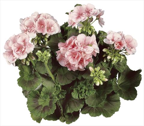 photo of flower to be used as: Pot Pelargonium zonale Classic Dolce Vita®