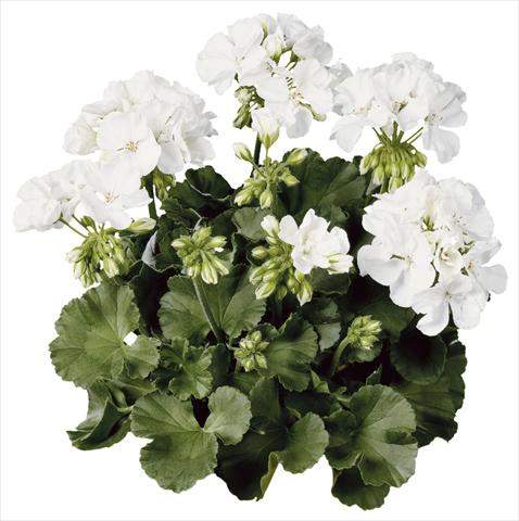 photo of flower to be used as: Pot Pelargonium zonale Compact Line Alba®