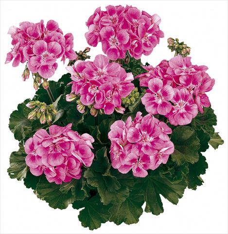 photo of flower to be used as: Pot Pelargonium zonale Tango® Bravo