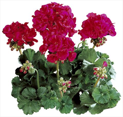 photo of flower to be used as: Pot Pelargonium zonale Tango® Neon Purple