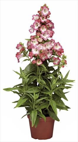 photo of flower to be used as: Pot and bedding Penstemon hartwegii Phoenix Pink