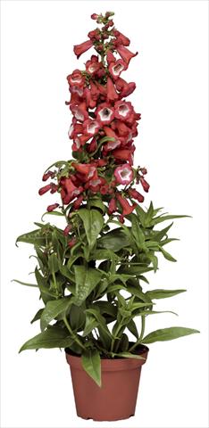 photo of flower to be used as: Pot and bedding Penstemon hartwegii Phoenix Red