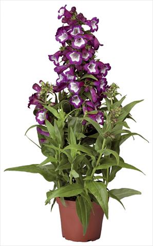 photo of flower to be used as: Pot and bedding Penstemon hartwegii Phoenix Violet