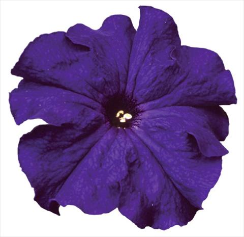 photo of flower to be used as: Pot, bedding, patio Petunia grandiflora F1 Special Blue