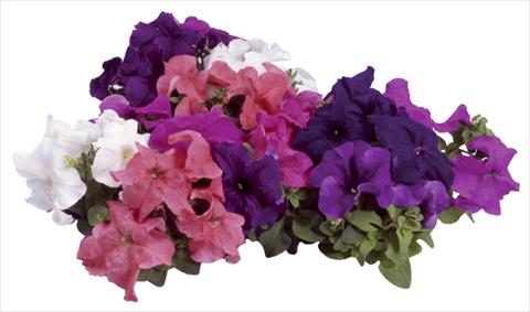 photo of flower to be used as: Pot, bedding, patio Petunia grandiflora F1 Special Northern Mix