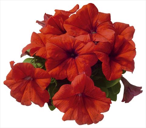 photo of flower to be used as: Pot, bedding, patio Petunia grandiflora F1 Special Red