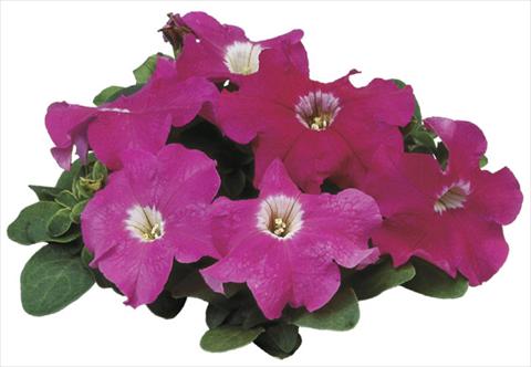 photo of flower to be used as: Pot, bedding, patio Petunia grandiflora F1 Special Rose