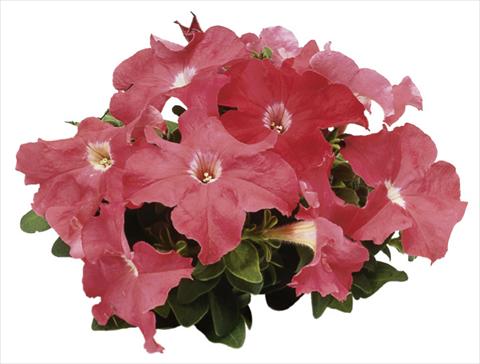 photo of flower to be used as: Pot, bedding, patio Petunia grandiflora F1 Special Salmon