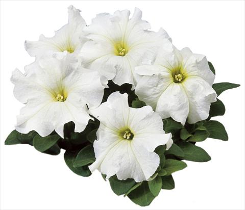 photo of flower to be used as: Pot, bedding, patio Petunia grandiflora F1 Special White