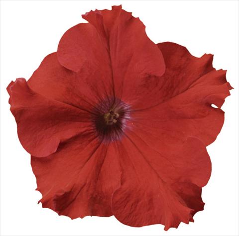 photo of flower to be used as: Pot, patio, basket Petunia x hybrida Sanguna® Red