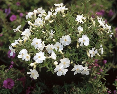 photo of flower to be used as: Pot and bedding Phlox douglasii White Admiral