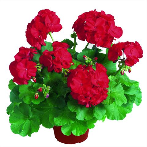 photo of flower to be used as: Pot Pelargonium zonale RED FOX Survivor Dark Red