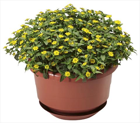 photo of flower to be used as: Pot, patio, basket Sanvitalia procumbens Cuzco® Compact