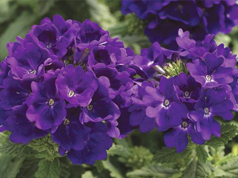 photo of flower to be used as: Pot, patio, basket Verbena hybrida Tuscany™ Blue