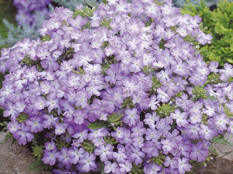 photo of flower to be used as: Pot, patio, basket Verbena hybrida Tuscany™ Lavender Picotee